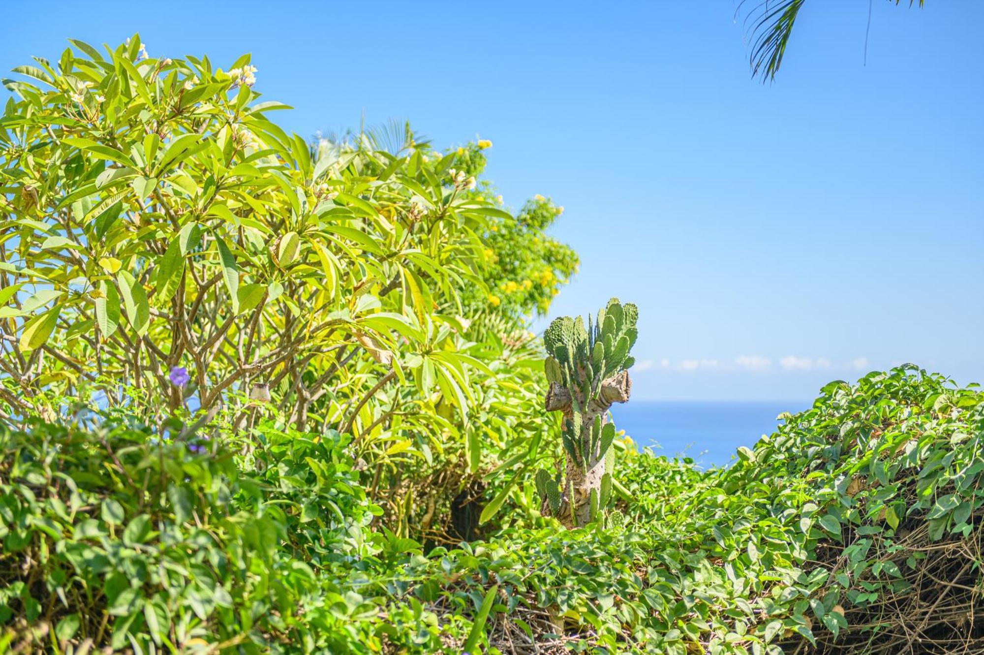 Le Jardin Des Tuit Tuit * Vue Mer * Cozy Saint-Leu Kültér fotó